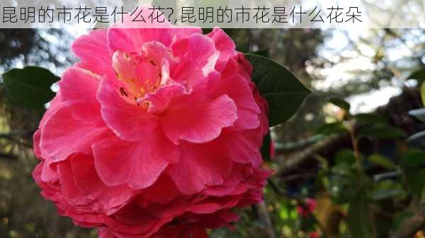 昆明的市花是什么花?,昆明的市花是什么花朵-第3张图片-花卉百科