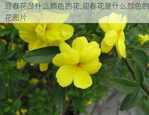 迎春花是什么颜色的花,迎春花是什么颜色的花图片-第2张图片-花卉百科