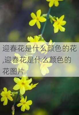 迎春花是什么颜色的花,迎春花是什么颜色的花图片-第3张图片-花卉百科