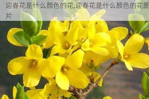 迎春花是什么颜色的花,迎春花是什么颜色的花图片