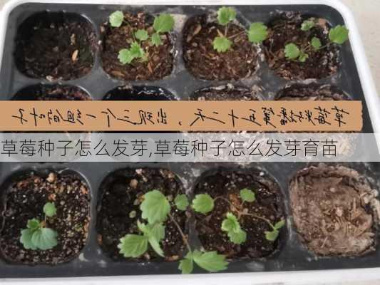 草莓种子怎么发芽,草莓种子怎么发芽育苗-第3张图片-花卉百科