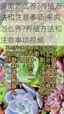 多肉怎么养?养殖方法和注意事项,多肉怎么养?养殖方法和注意事项视频-第3张图片-花卉百科