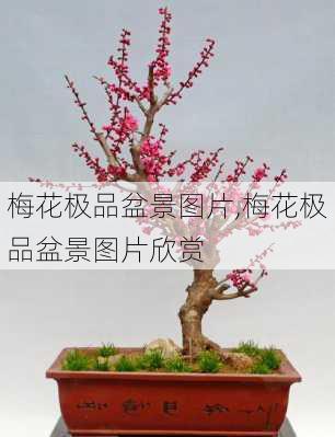 梅花极品盆景图片,梅花极品盆景图片欣赏-第2张图片-花卉百科