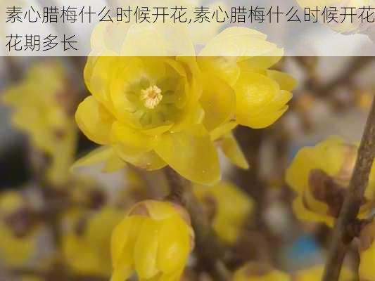 素心腊梅什么时候开花,素心腊梅什么时候开花花期多长-第2张图片-花卉百科