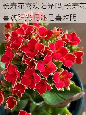 长寿花喜欢阳光吗,长寿花喜欢阳光吗还是喜欢阴-第1张图片-花卉百科