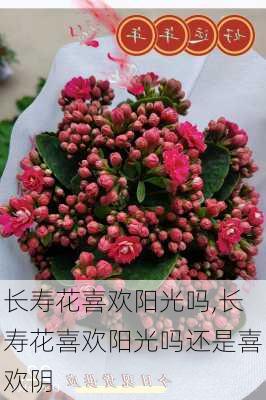 长寿花喜欢阳光吗,长寿花喜欢阳光吗还是喜欢阴-第2张图片-花卉百科