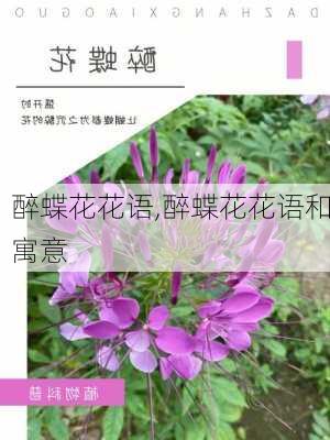 醉蝶花花语,醉蝶花花语和寓意-第2张图片-花卉百科