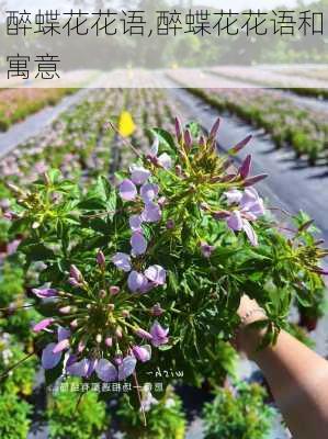 醉蝶花花语,醉蝶花花语和寓意