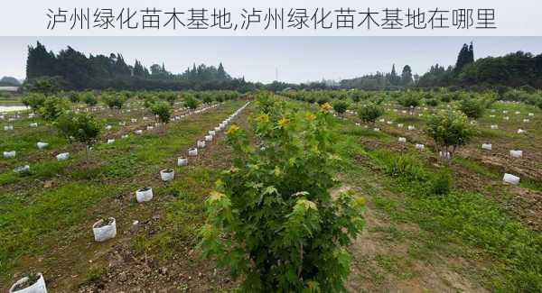 泸州绿化苗木基地,泸州绿化苗木基地在哪里-第2张图片-花卉百科