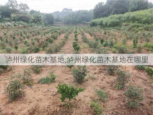 泸州绿化苗木基地,泸州绿化苗木基地在哪里-第3张图片-花卉百科