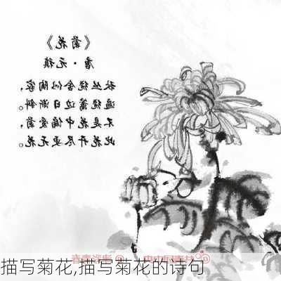 描写菊花,描写菊花的诗句-第1张图片-花卉百科