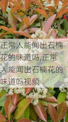 正常人能闻出石楠花的味道吗,正常人能闻出石楠花的味道吗视频-第2张图片-花卉百科