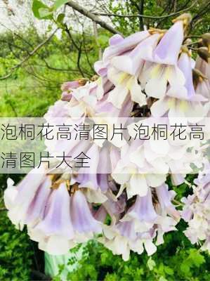 泡桐花高清图片,泡桐花高清图片大全