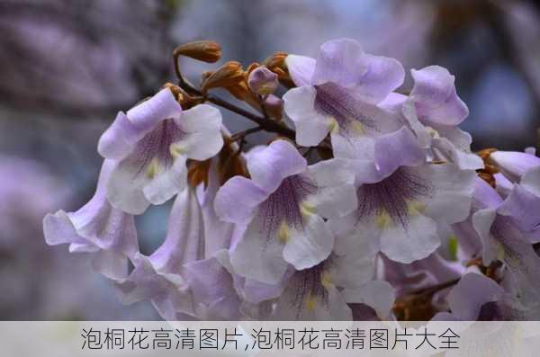 泡桐花高清图片,泡桐花高清图片大全-第2张图片-花卉百科