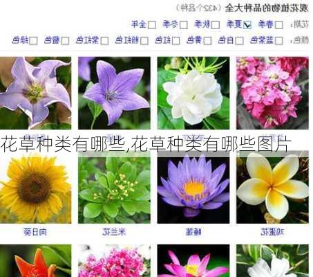 花草种类有哪些,花草种类有哪些图片