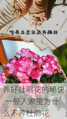 养好杜鹃花的秘诀,一般人家里为什么不养杜鹃花-第2张图片-花卉百科