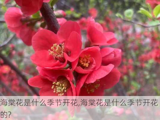 海棠花是什么季节开花,海棠花是什么季节开花的?-第2张图片-花卉百科