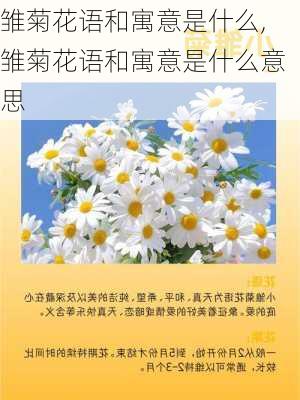 雏菊花语和寓意是什么,雏菊花语和寓意是什么意思