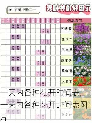 一天内各种花开时间表,一天内各种花开时间表图片-第3张图片-花卉百科