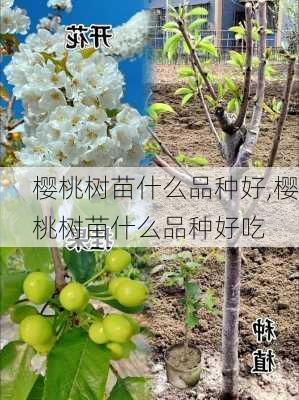 樱桃树苗什么品种好,樱桃树苗什么品种好吃-第3张图片-花卉百科