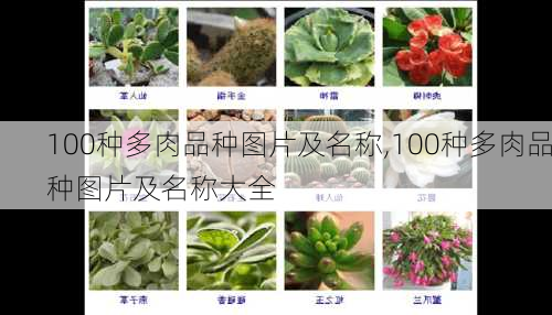 100种多肉品种图片及名称,100种多肉品种图片及名称大全-第2张图片-花卉百科