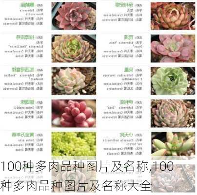 100种多肉品种图片及名称,100种多肉品种图片及名称大全-第1张图片-花卉百科