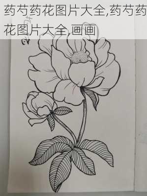 药芍药花图片大全,药芍药花图片大全,画画