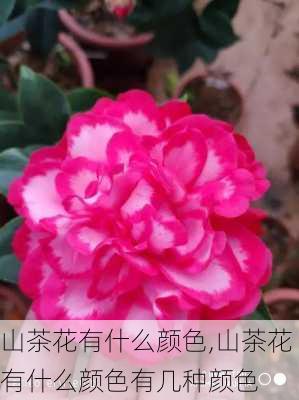 山茶花有什么颜色,山茶花有什么颜色有几种颜色