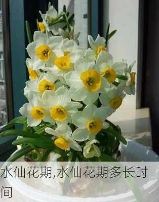 水仙花期,水仙花期多长时间