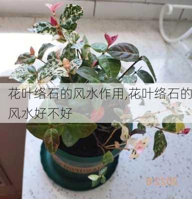 花叶络石的风水作用,花叶络石的风水好不好-第3张图片-花卉百科