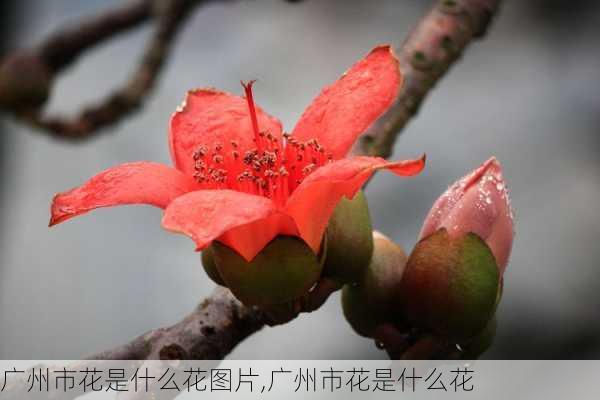 广州市花是什么花图片,广州市花是什么花-第3张图片-花卉百科