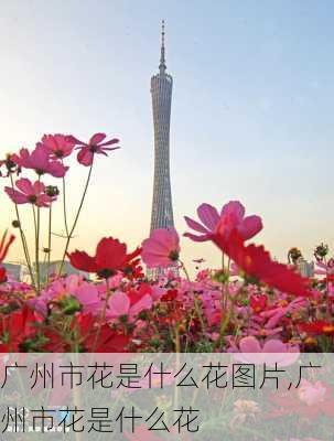 广州市花是什么花图片,广州市花是什么花-第1张图片-花卉百科