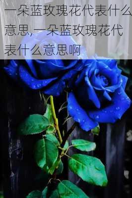 一朵蓝玫瑰花代表什么意思,一朵蓝玫瑰花代表什么意思啊-第2张图片-花卉百科