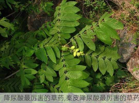 降尿酸最厉害的草药,秦皮降尿酸最厉害的草药-第3张图片-花卉百科