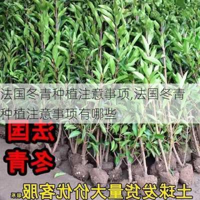 法国冬青种植注意事项,法国冬青种植注意事项有哪些-第3张图片-花卉百科