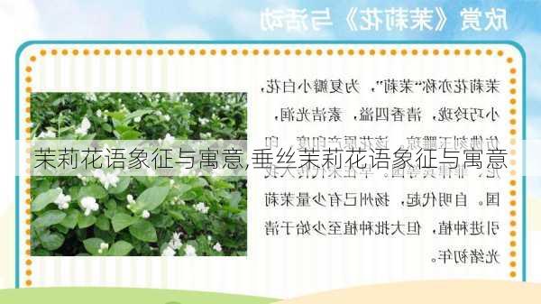 茉莉花语象征与寓意,垂丝茉莉花语象征与寓意-第2张图片-花卉百科