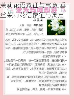 茉莉花语象征与寓意,垂丝茉莉花语象征与寓意