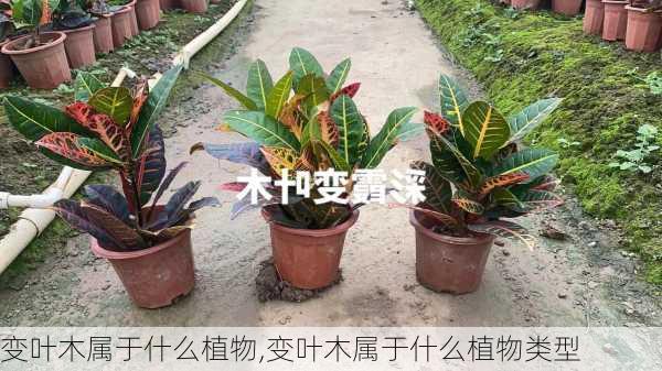 变叶木属于什么植物,变叶木属于什么植物类型-第3张图片-花卉百科