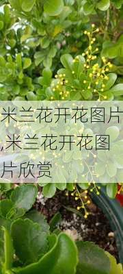 米兰花开花图片,米兰花开花图片欣赏-第3张图片-花卉百科