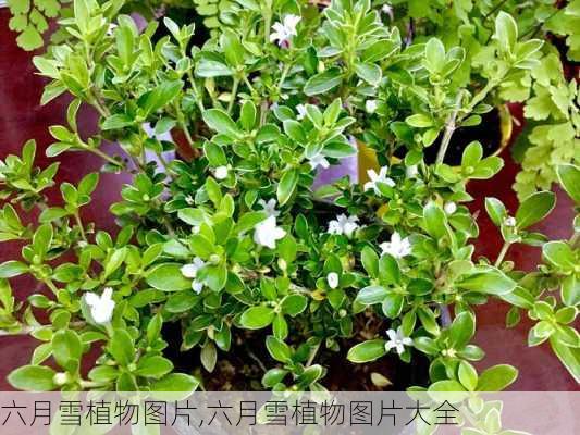 六月雪植物图片,六月雪植物图片大全-第3张图片-花卉百科