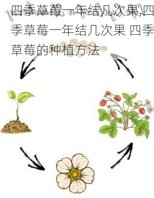 四季草莓一年结几次果,四季草莓一年结几次果 四季草莓的种植方法-第3张图片-花卉百科