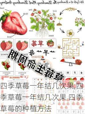 四季草莓一年结几次果,四季草莓一年结几次果 四季草莓的种植方法-第2张图片-花卉百科