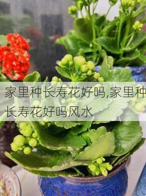 家里种长寿花好吗,家里种长寿花好吗风水-第2张图片-花卉百科