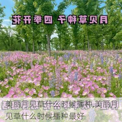 美丽月见草什么时候播种,美丽月见草什么时候播种最好