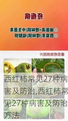 西红柿常见27种病害及防治,西红柿常见27种病害及防治方法-第1张图片-花卉百科