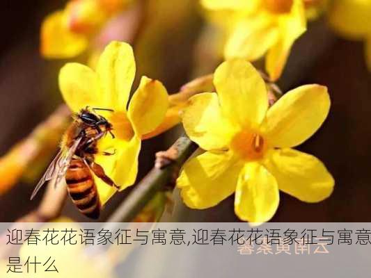 迎春花花语象征与寓意,迎春花花语象征与寓意是什么