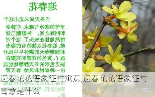 迎春花花语象征与寓意,迎春花花语象征与寓意是什么-第2张图片-花卉百科