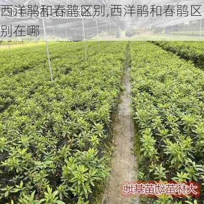 西洋鹃和春鹃区别,西洋鹃和春鹃区别在哪-第3张图片-花卉百科