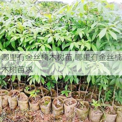 哪里有金丝楠木树苗,哪里有金丝楠木树苗求-第3张图片-花卉百科