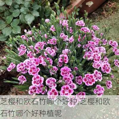 芝樱和欧石竹哪个好种,芝樱和欧石竹哪个好种植呢